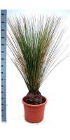 Dasylirion longissimum - Mexican Grass Tree
