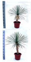 Yucca linearis (Blau-Form)